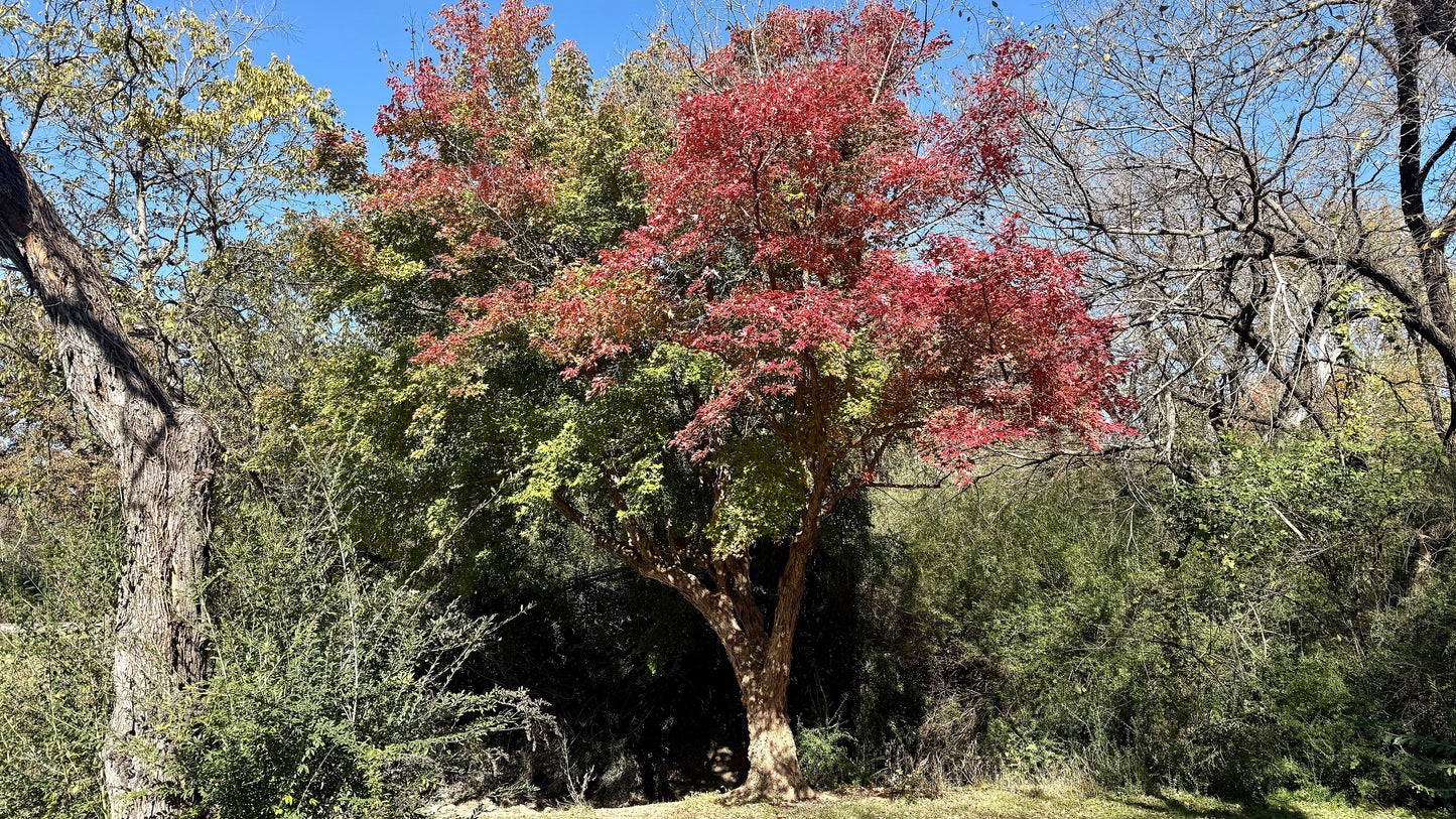 flot Trefingret løn (Acer buergerianum) i efterårsfarver