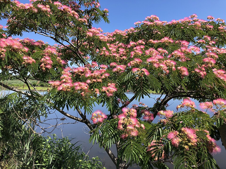 Smukt blomstrende Silketræ (Albizia julibrissin) 