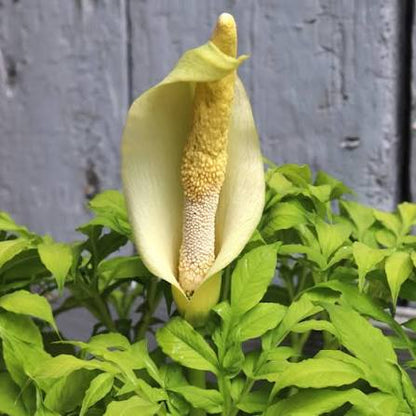 Den specielle hvide blomst hos Hvid voodoolilje (Amorphophallus albus)