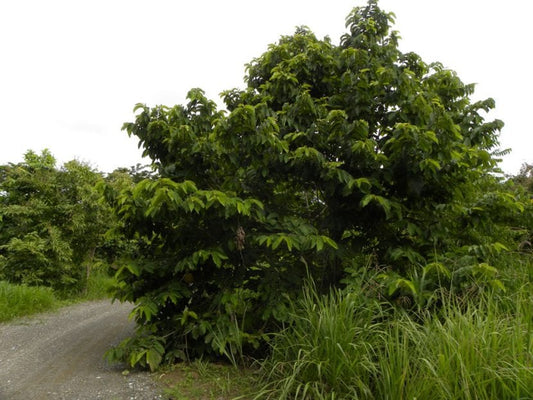 Soncoya (Annona purpurea) træ ved en vejkant