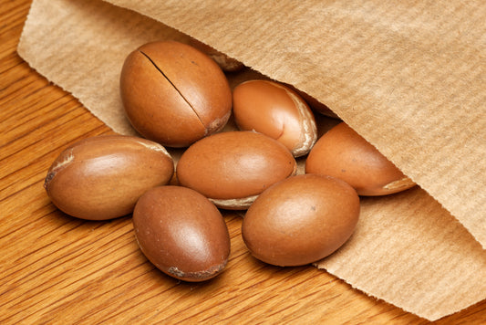 De smukke lysebrune frø af Argantræet (Argania spinosa)