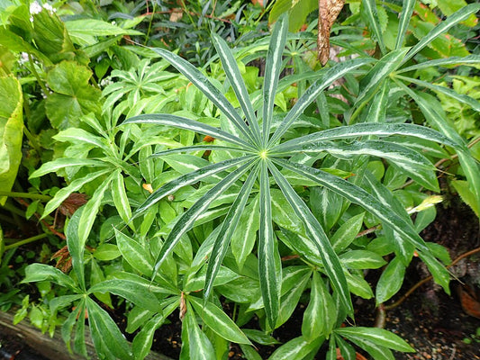 Det fine blad af Rød Kobralilje (Arisaema consanguineum)