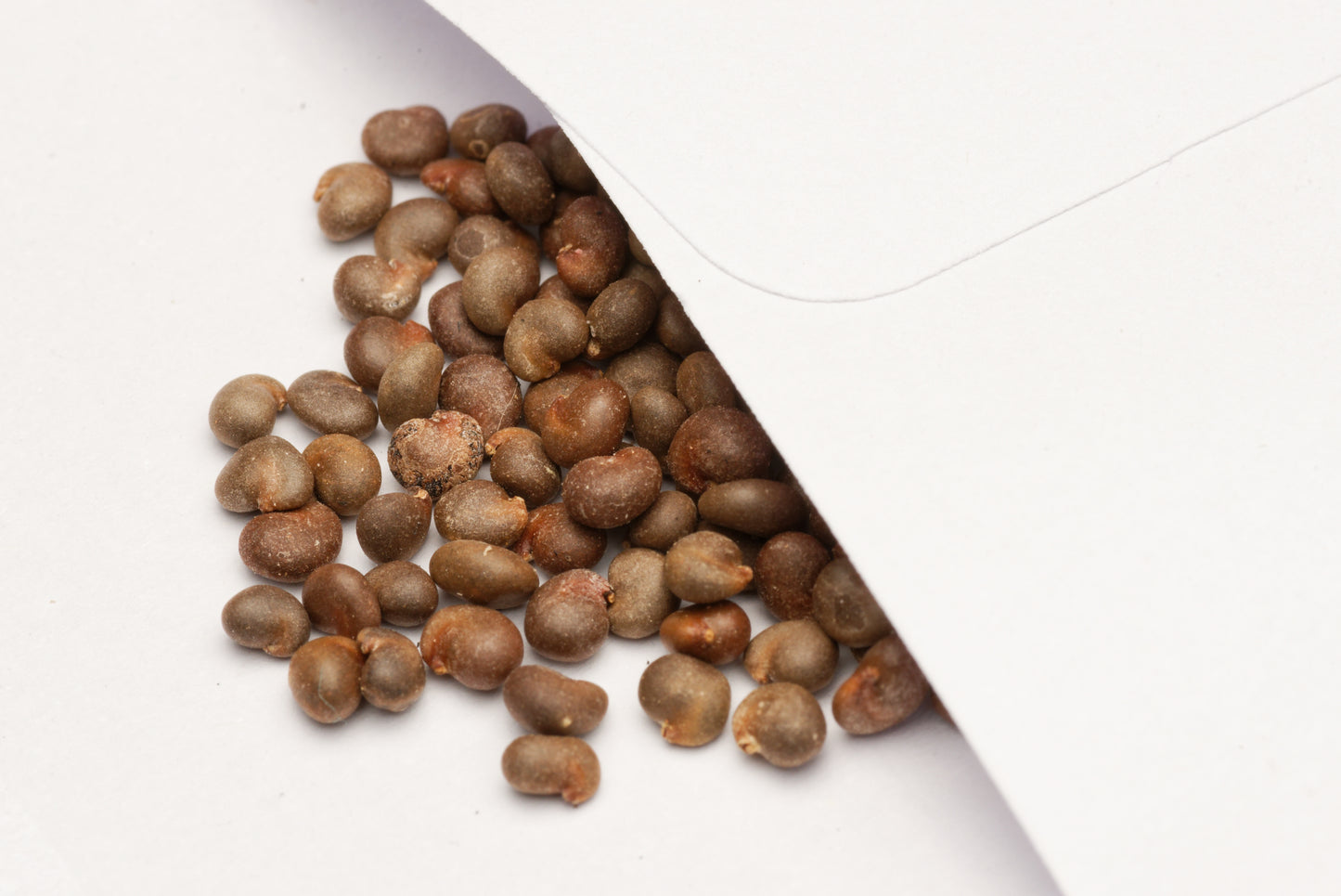 De fine frø af Hårdfør Kapers (Capparis spinosa var. herbacea)