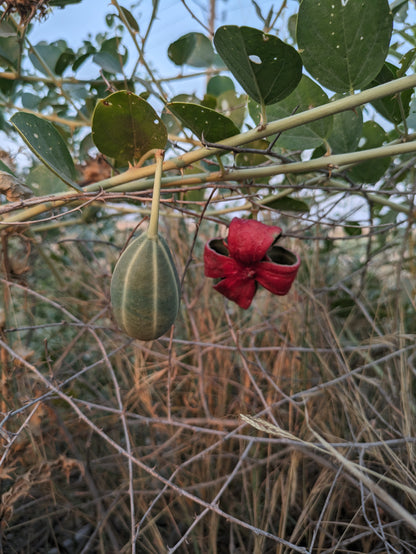 Hårdfør Kapers (Capparis spinosa var. herbacea) med frugt og blomst
