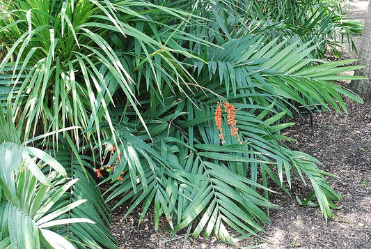 Blomstrende Hårdfør dværgpalme (Chamaedorea radicalis)
