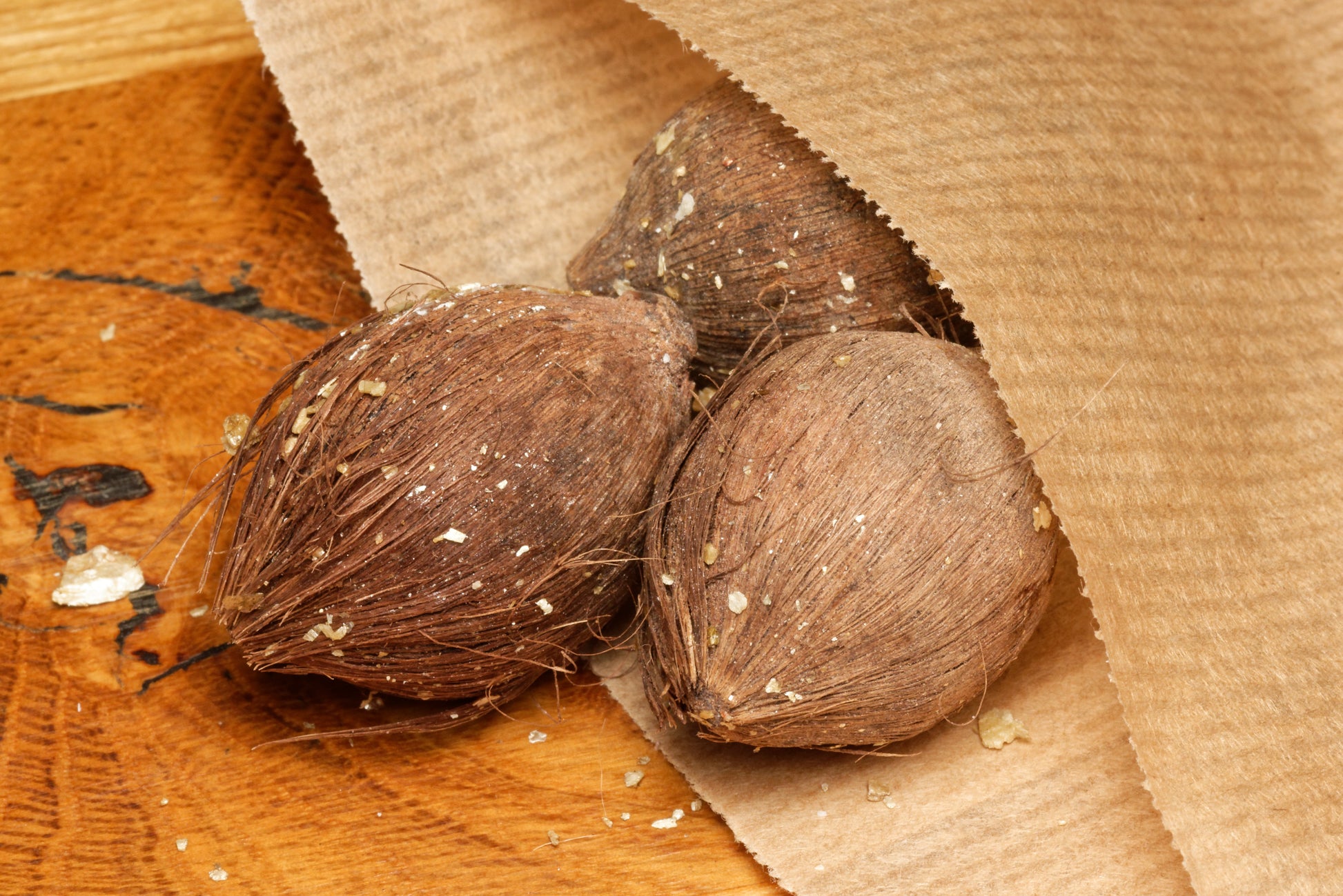 De store frø af Houailou Rødbladet Palme (Chambeyronia houailouensis) i en brun papirspose