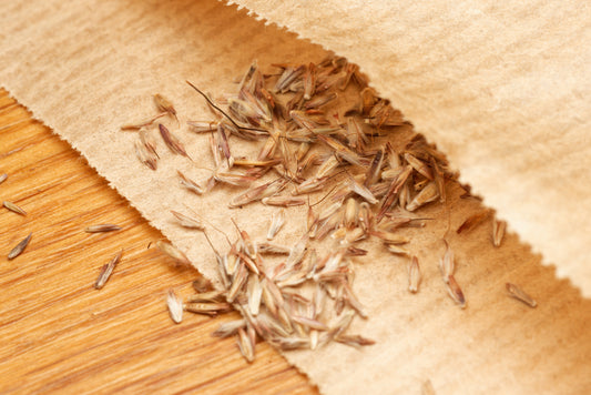 Citrongræsfrø (Cymbopogon citratus) i brun papirspose