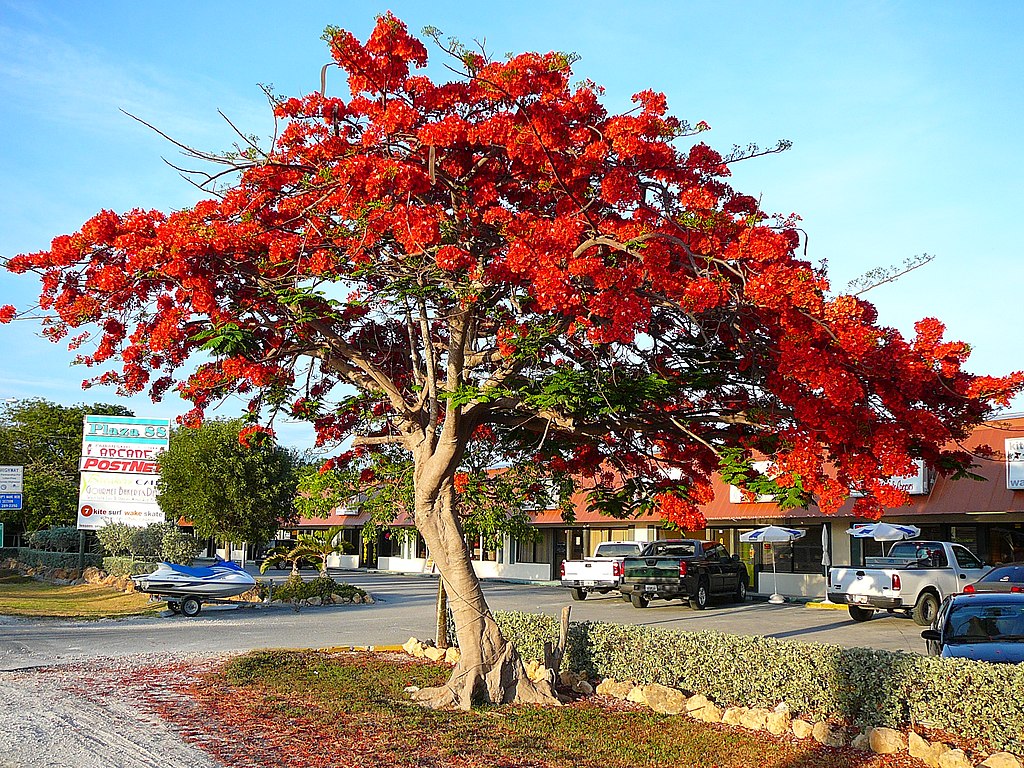 Smuk blomstrende Flammetræ (Delonix regia)