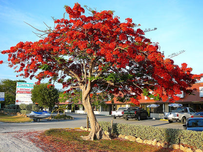 Smuk blomstrende Flammetræ (Delonix regia)