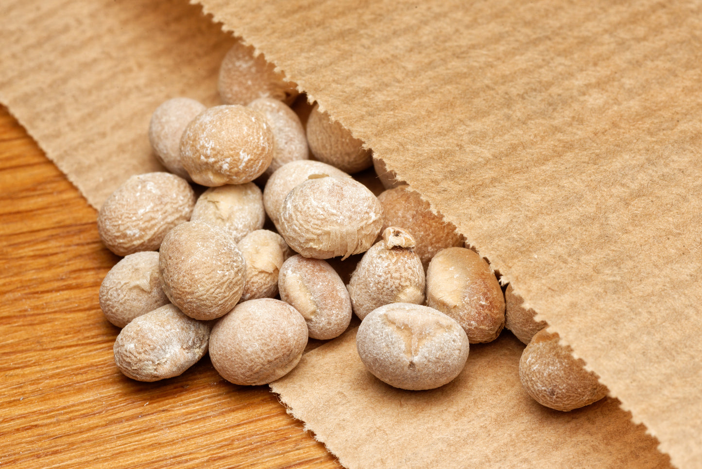 Frø fra Sydafrikansk drageplante (Dracaena aletriformis) i en fin papirspose