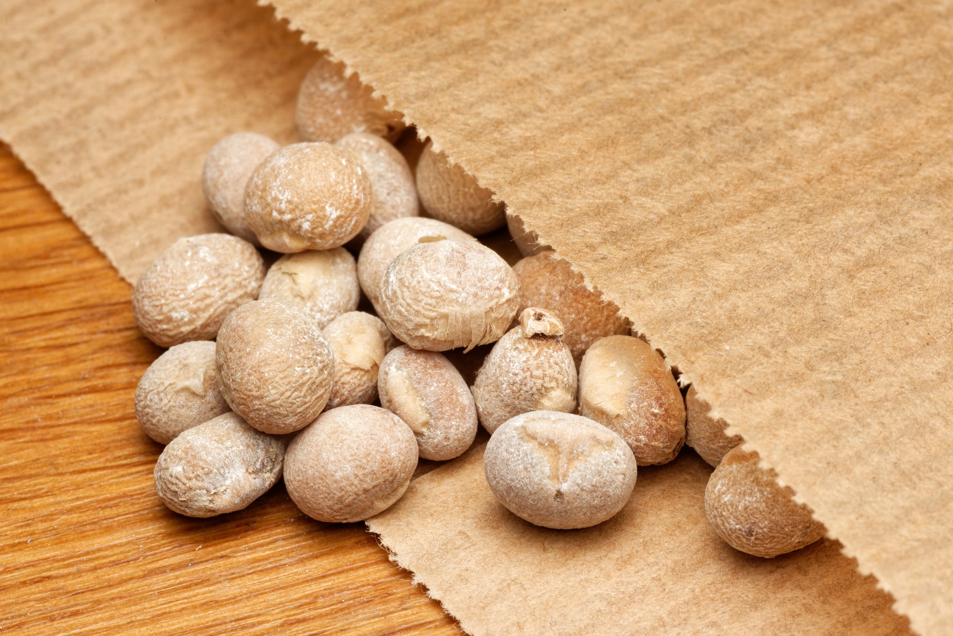 Frø fra Sydafrikansk drageplante (Dracaena aletriformis) i en fin papirspose