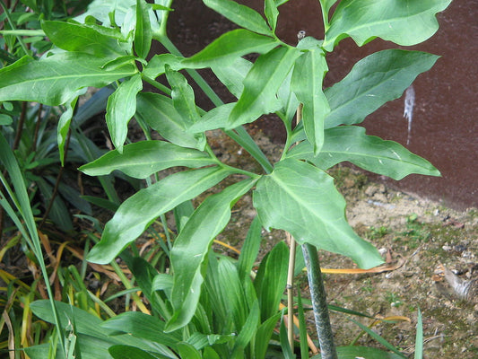 Ormlilja (Dracunculus vulgaris) | växter