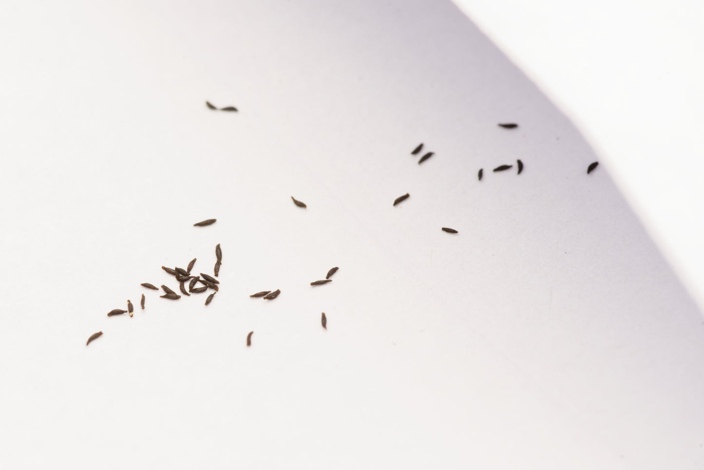 De meget små frø af Soldug (Drosera capensis "narrow leaf")