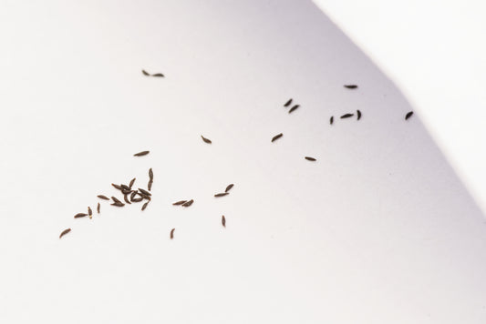 De meget små frø af Soldug (Drosera capensis "narrow leaf")