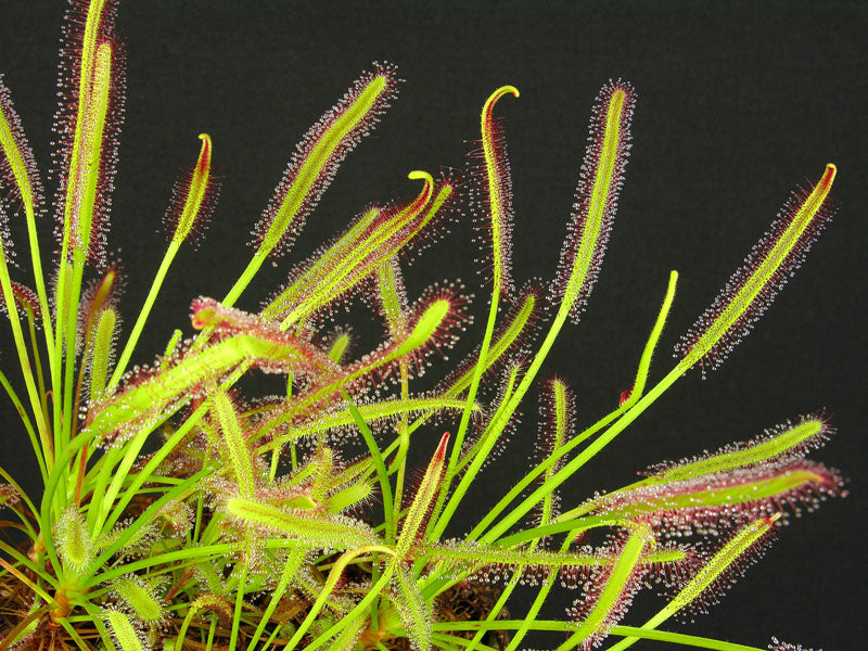 Soldug (Drosera capensis "narrow leaf")