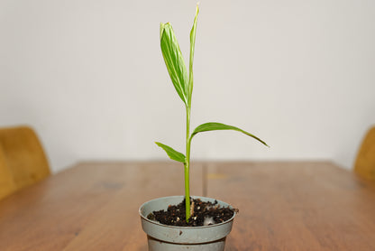 Lille Kardemommeplante (Elettaria cardamomum)