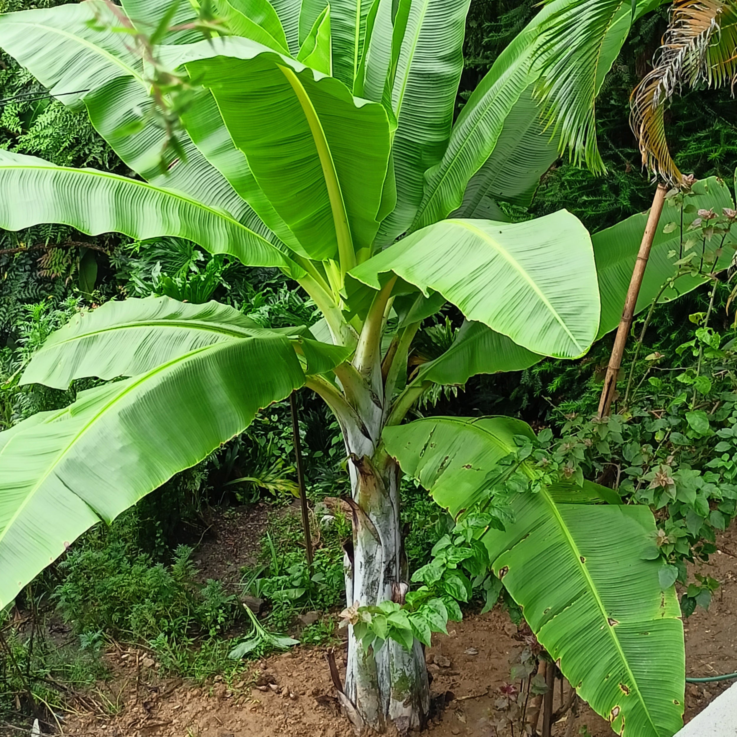 Snöplantan (Ensete glaucum) | frö – a Piece of Nature