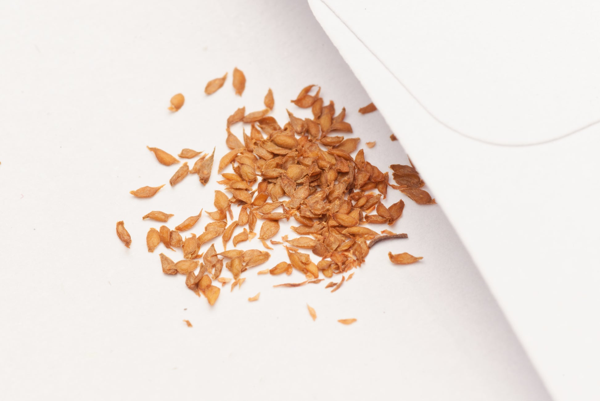 De små frø af Regnbue-eukalyptus (Eucalyptus deglupta) i en hvid papirspose