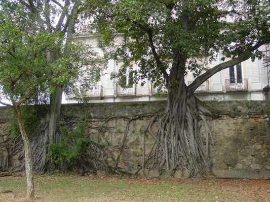 Andes-figen (Ficus americana subsp. andicola) der vokser på en mur