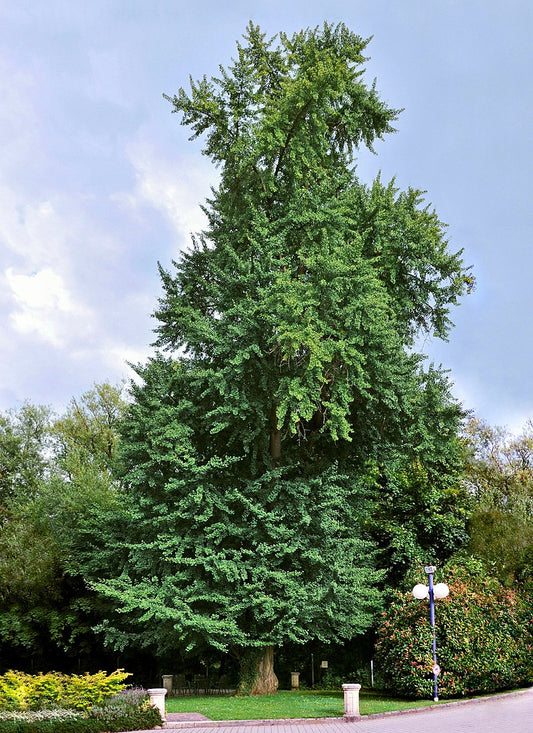 Smukt og stort Tempeltræ (Ginkgo biloba)