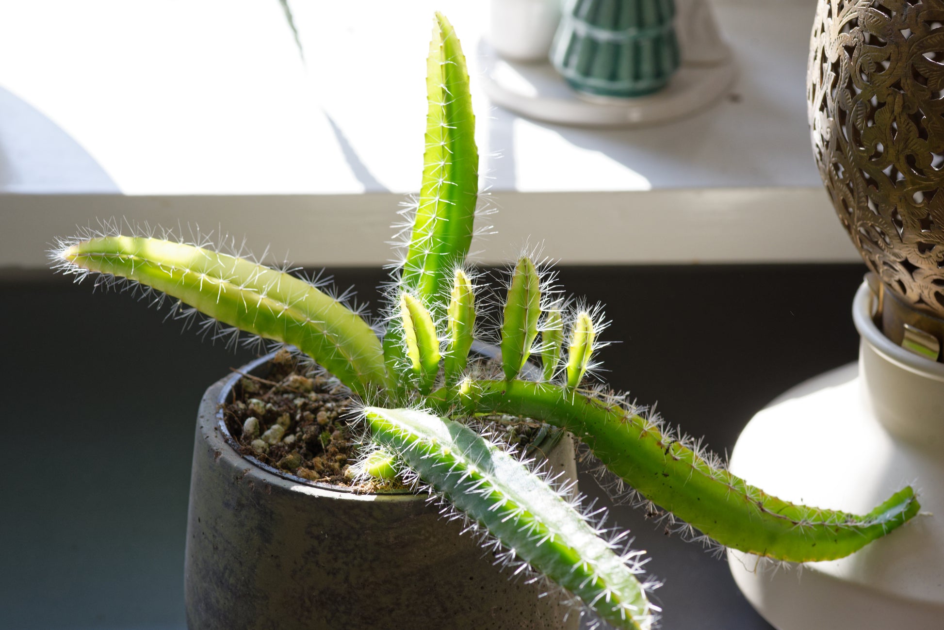 Lille plante af Rød Dragefrugt (Hylocereus costaricensis)