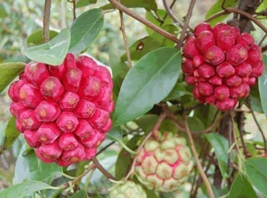 Flotte røde frugter af Kadsura (Kadsura coccinea "Red")