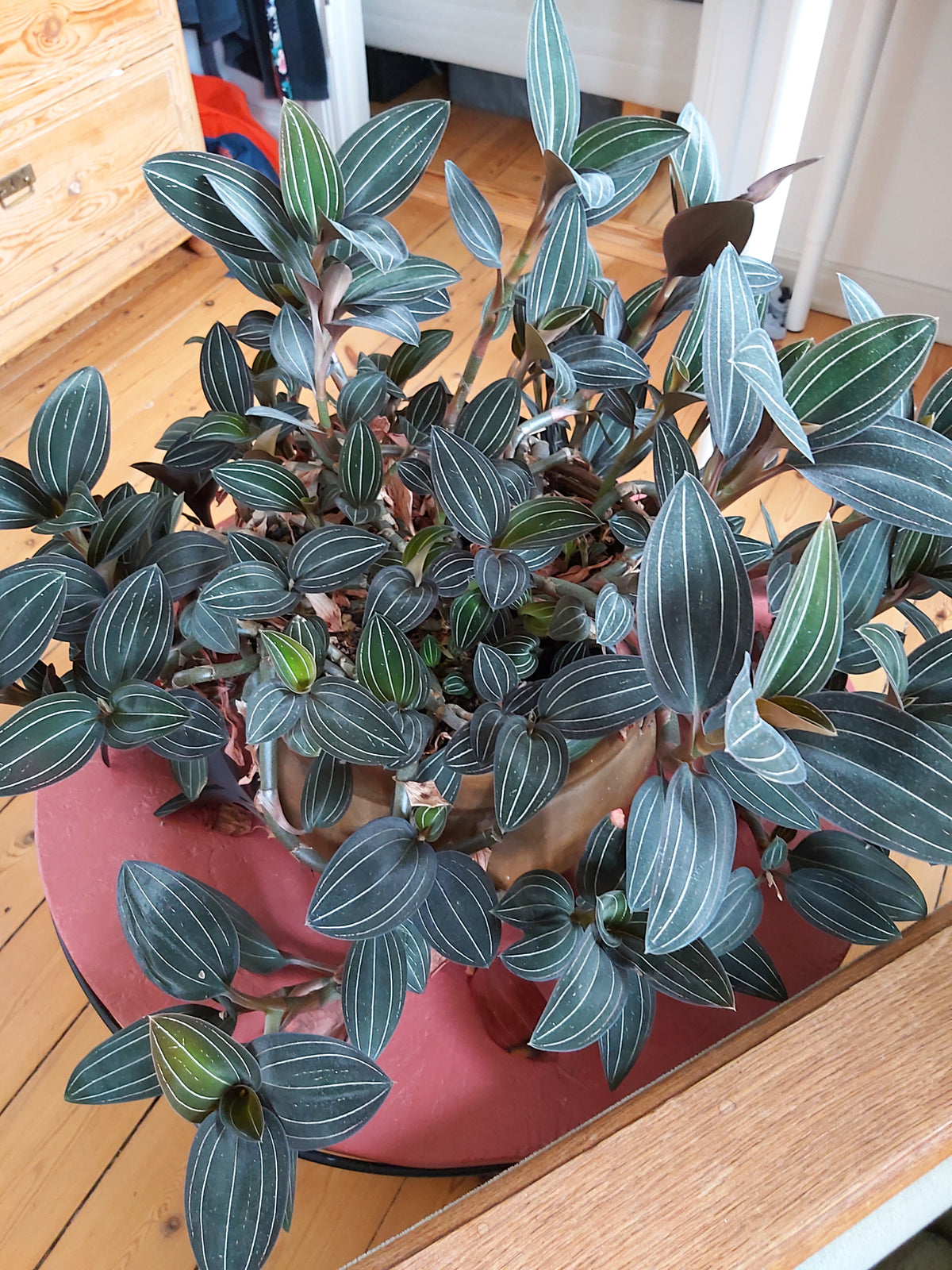 Discolor Jewel Orchid (Ludisia discolor) – a Piece of Nature