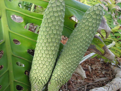 fingerphilodendron monstera deliciosa Fingerfilodendron (Monstera deliciosa)