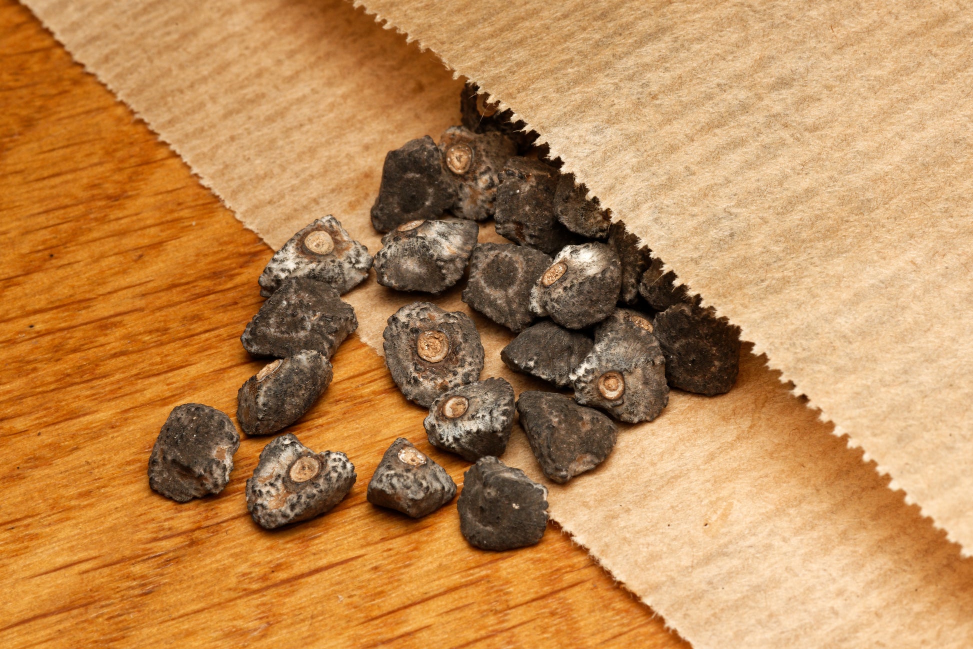 Red tiger banan (Musa sikkimensis "red tiger") frø, der ligger i en fin papirspose