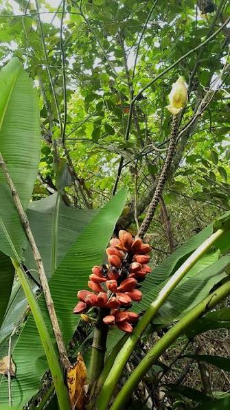 Blomst og orange bananer hos Musa bukensis (Bukan-banan)