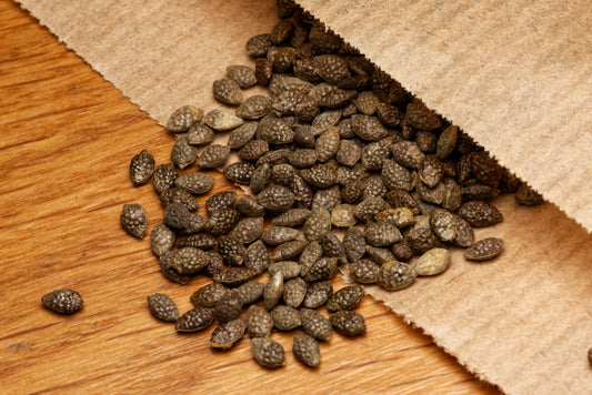 Flagermusvinget passionsblomst (Passiflora sexflora) frø i brun papirspose