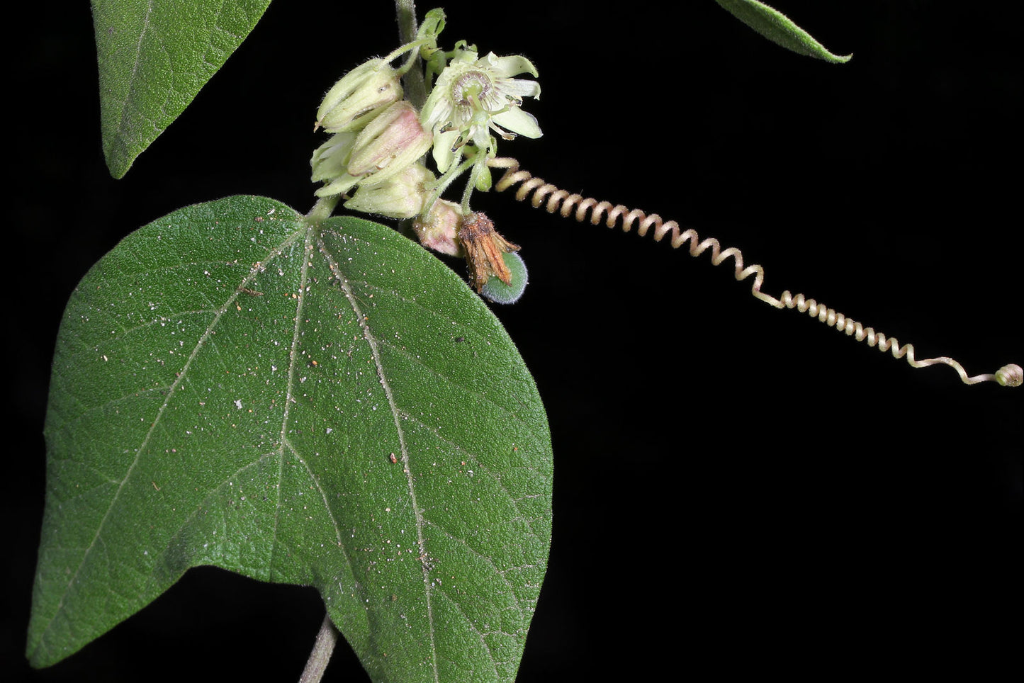 Flagermusvinget passionsblomst (Passiflora sexflora) med det flagermuslignende blad