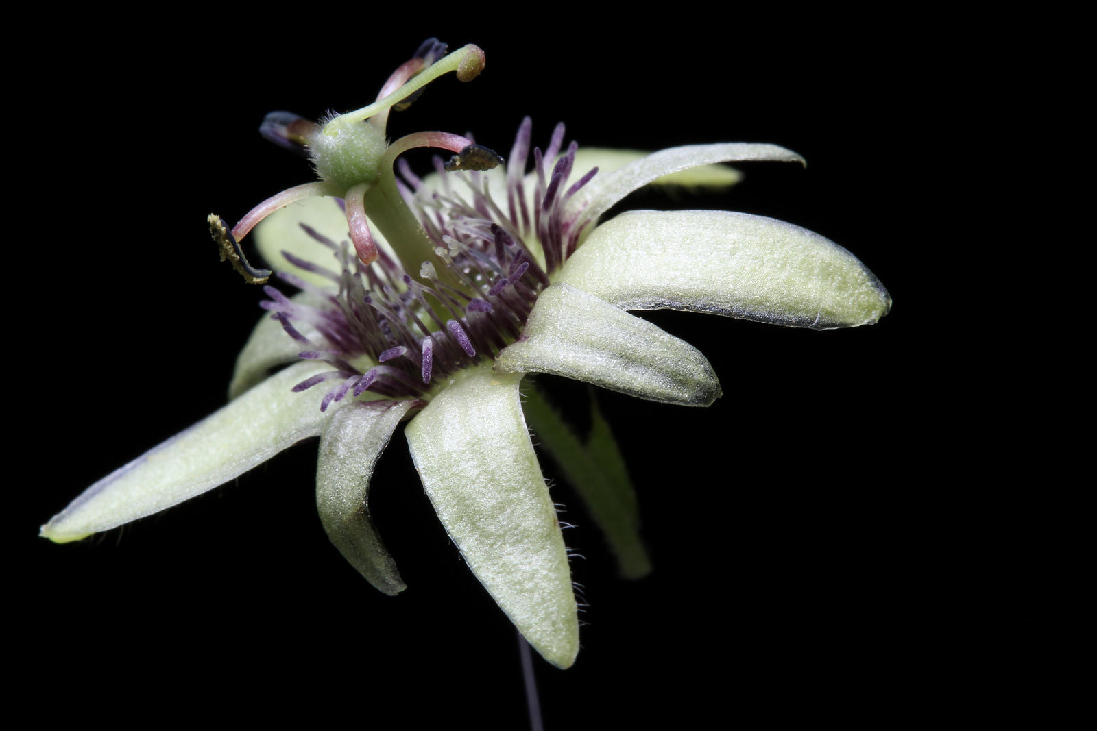Nærbillede af blomsten hos Flagermusvinget passionsblomst (Passiflora sexflora)