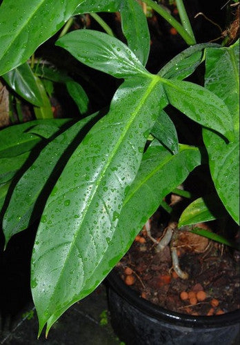 Fliget Philodendron blad (Philodendron angustilobum)
