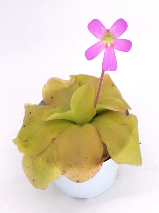 Pinguicula "Guatemala" i blomst
