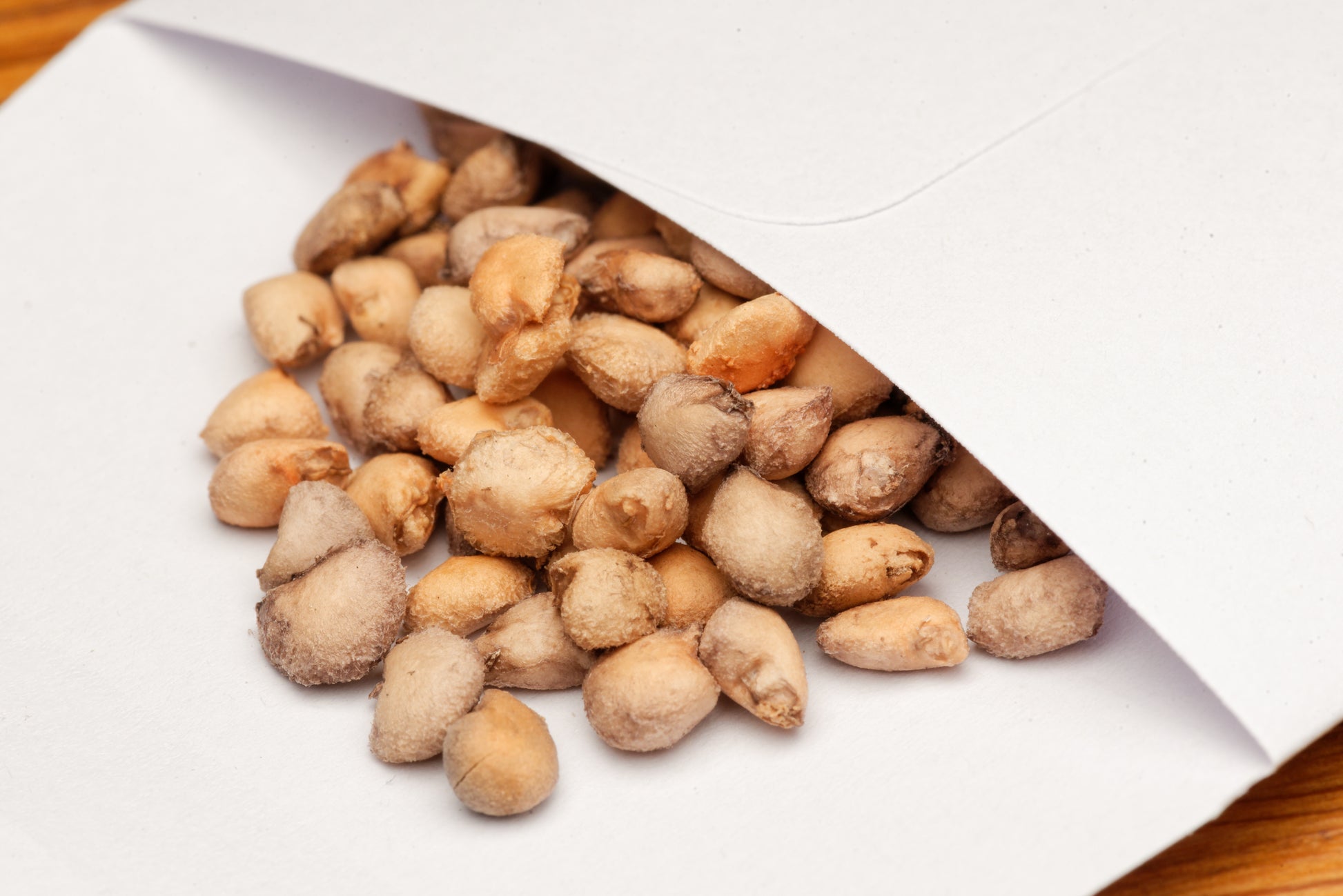 Costa Rica guava (Psidium friedrichsthalianum) frø i en lille hvid papirspose