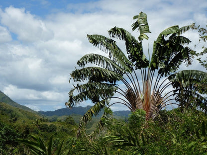 Stort flot træ af Rejsendes træ (Ravenala madagascariensis subsp. honkondambo) 