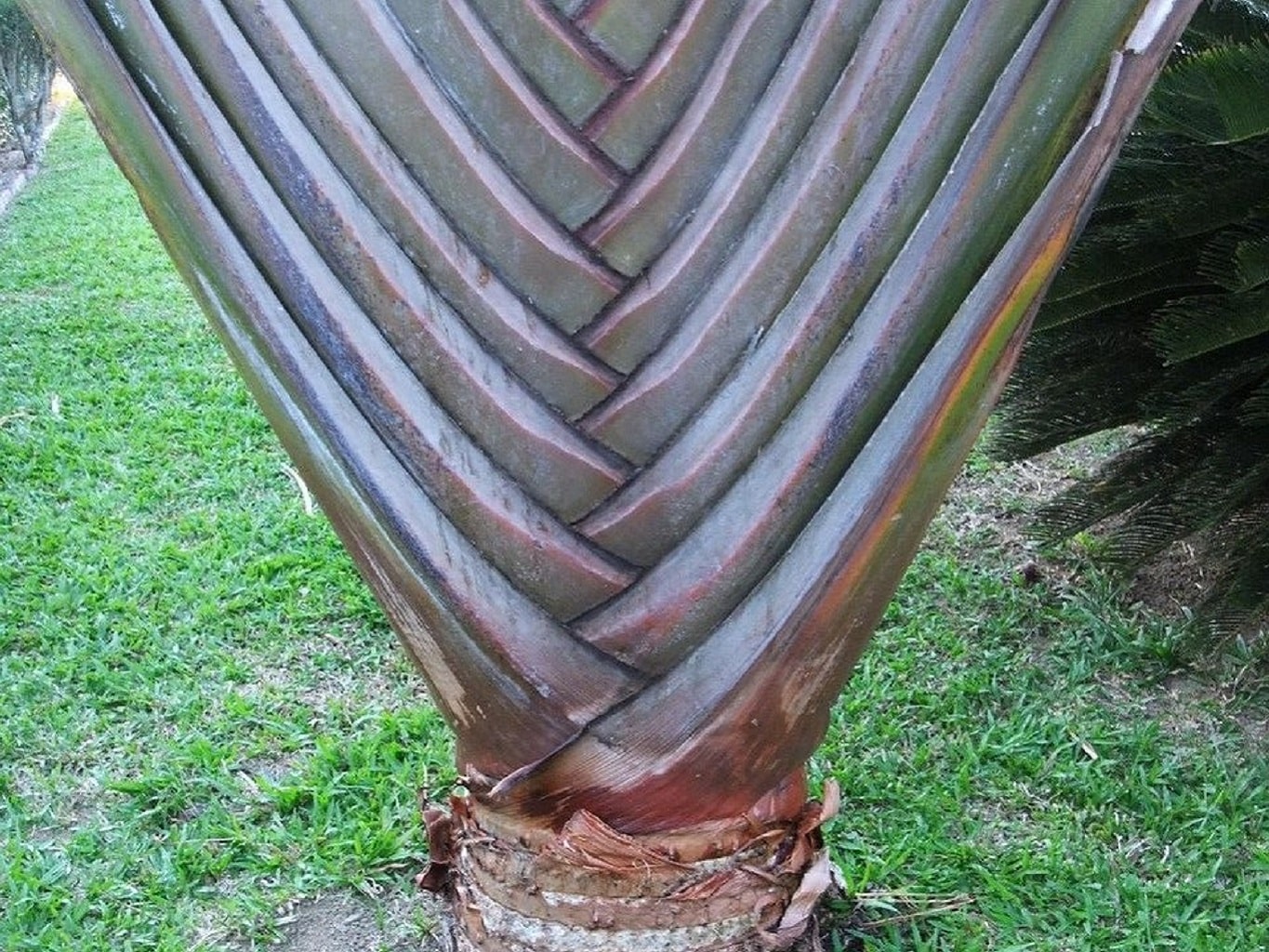 Den smukke symmetriske stamme af Rejsendes træ (Ravenala madagascariensis subsp. honkondambo) 