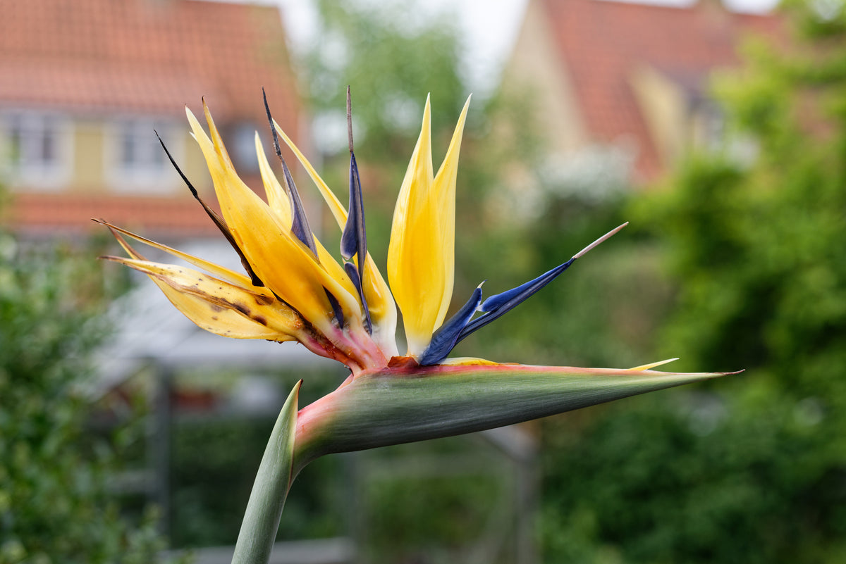 Den gule Strelitzia reginae "mandelas gold" blomst