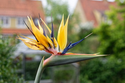 Den gule Strelitzia reginae "mandelas gold" blomst