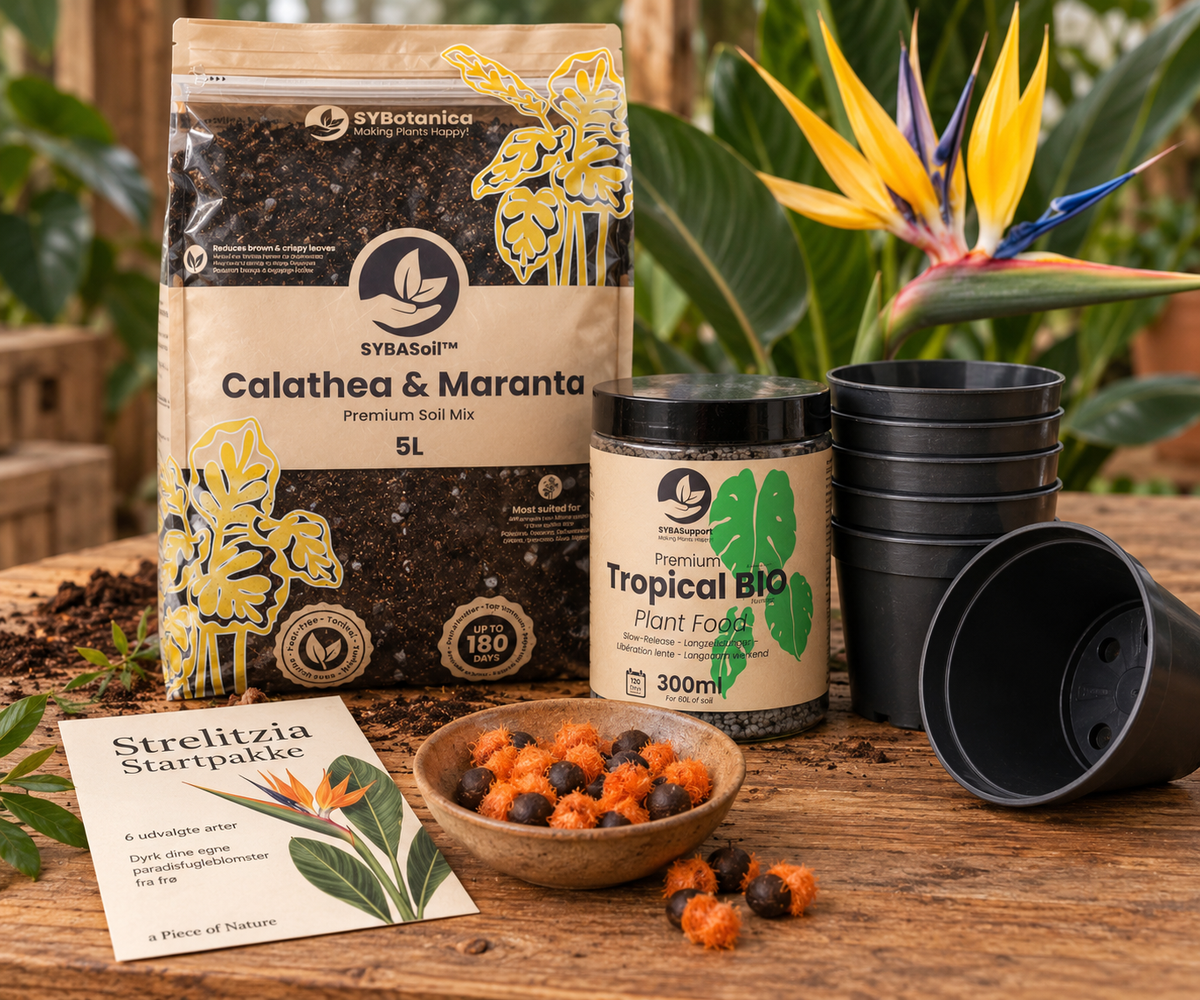 Strelitzia startpakke med frø, potter, jord og gødning