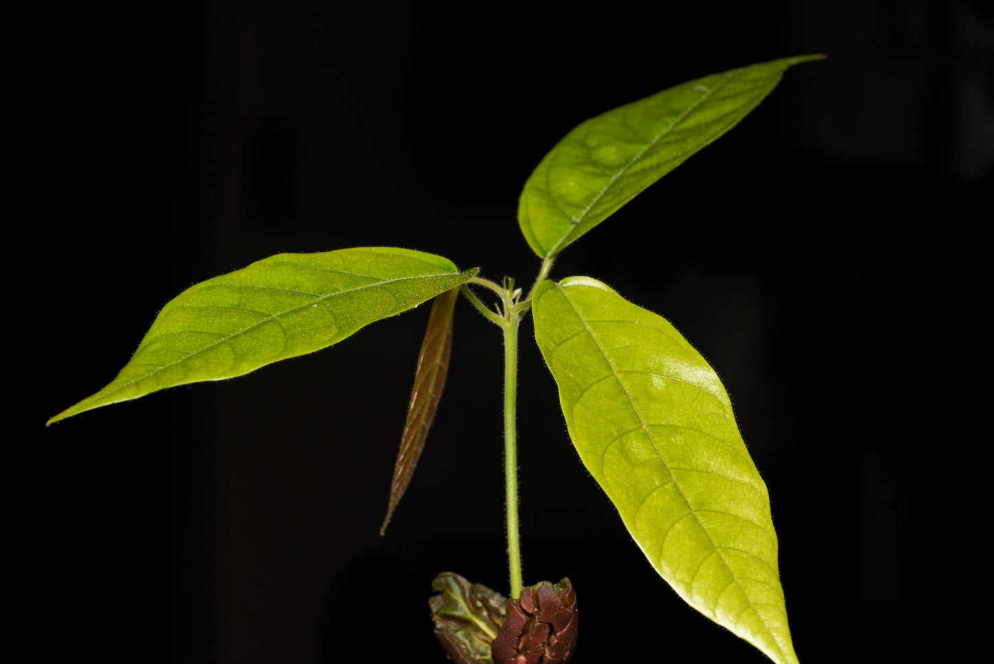 Frøplante af Kakaotræ (Theobroma cacao)