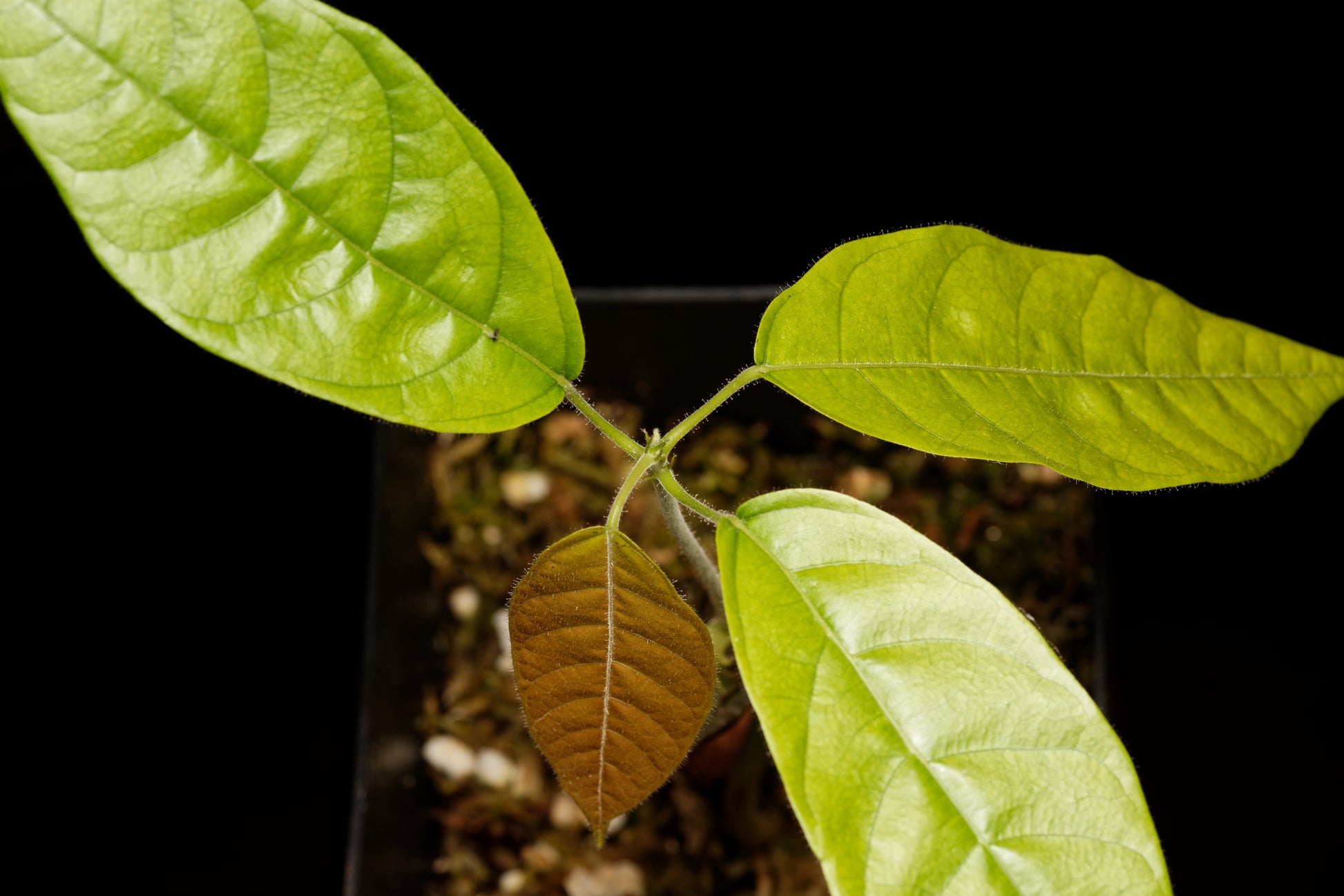 De spæde nye blade fra en frøplante af Kakaotræet (Theobroma cacao)