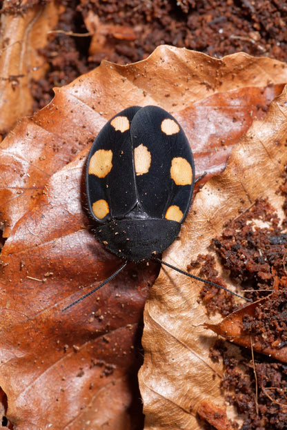 Orange dominokakerlak (Therea regularis) set oppe fra
