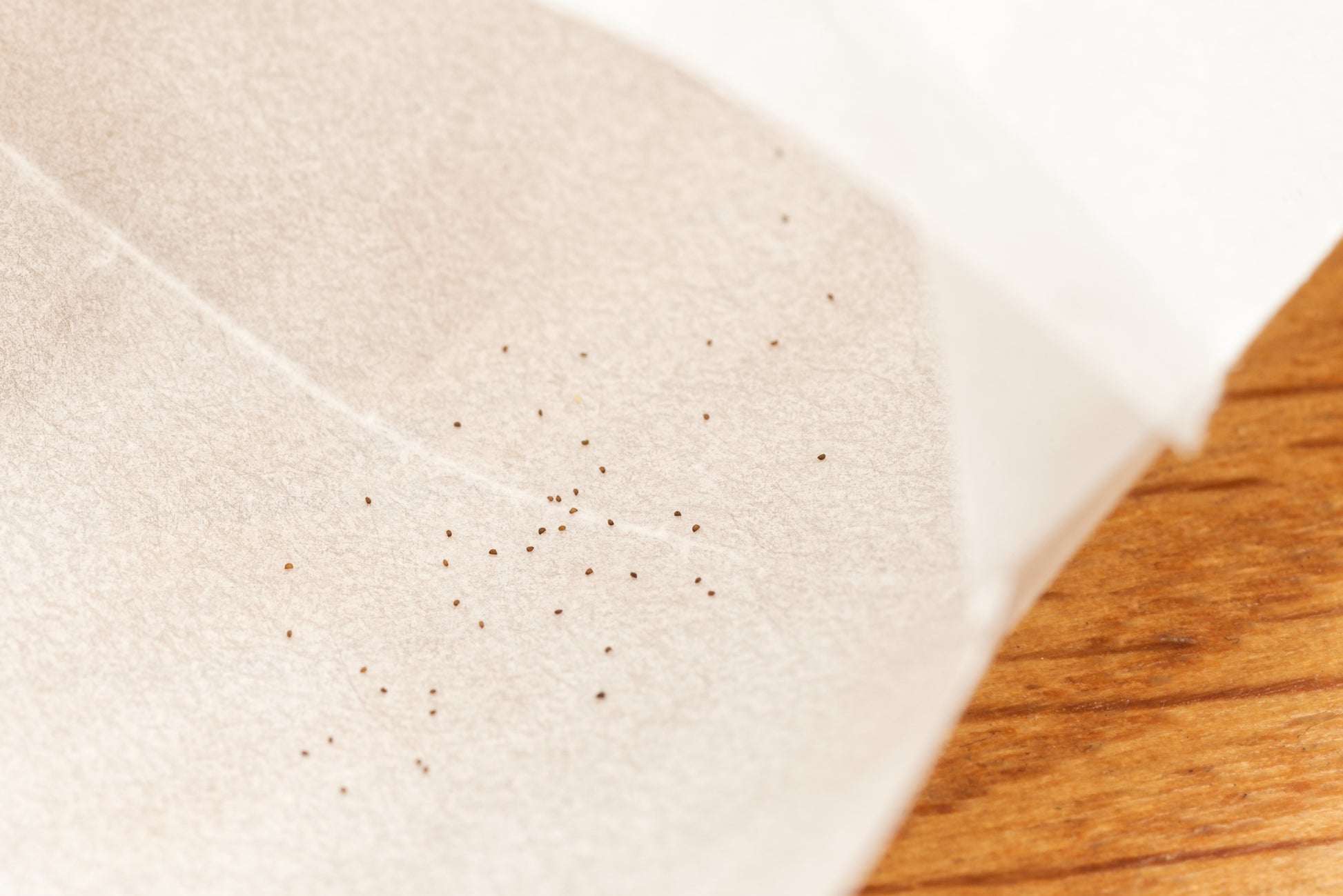 De meget små frø af Finblomstret blærerod (Utricularia subulata)