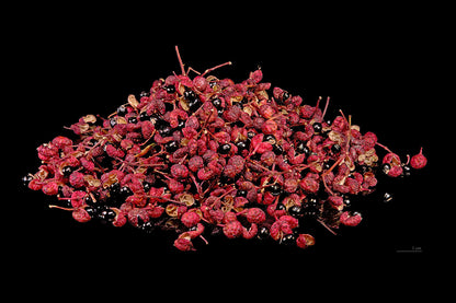 De røde frugter og sorte frø af Japansk pebertræ (Zanthoxylum piperitum) 