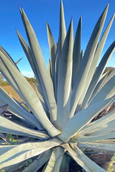 Flot eksemplar af Blå Agave (Agave americana "Toliman Blue")