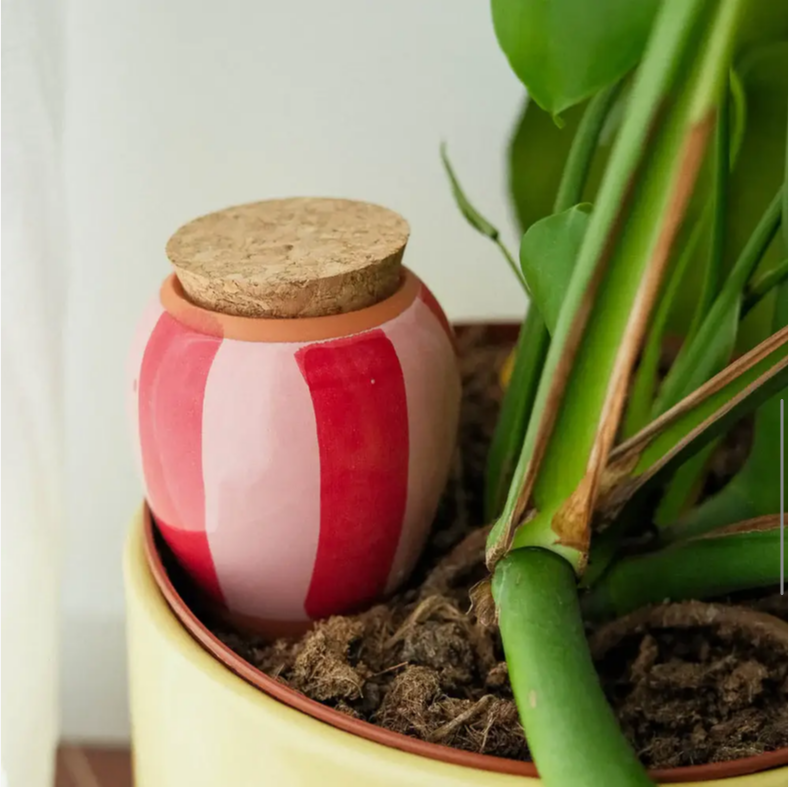 Rød og pink stribet olla i en krukke